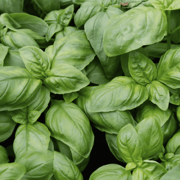 Frischer Basilikum für Basilikum auf Olivenöl