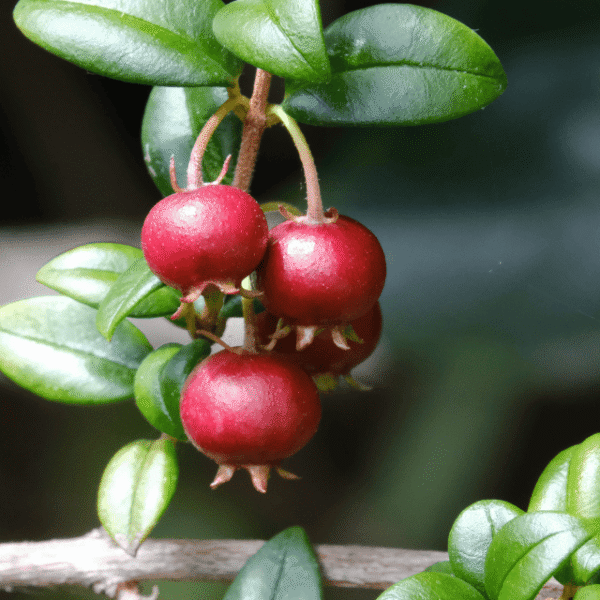 Cranberries am Zweig für Cranberry Balsam
