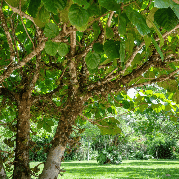 Feigenbaum im Garten für Dattel Feige Balsam