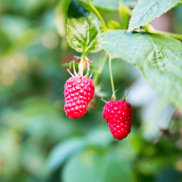 Himbeeren am Strauch für Himbeer Balsam