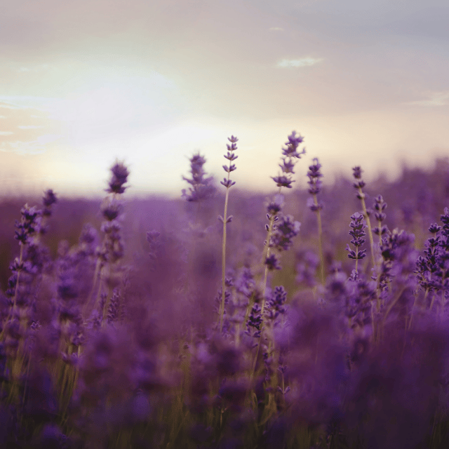 Lavendelfeld im Abendlicht mit zarten violetten Blüten – Symbol für Ruhe, Natürlichkeit und die Pflegeseife Provençale mit Olivenöl