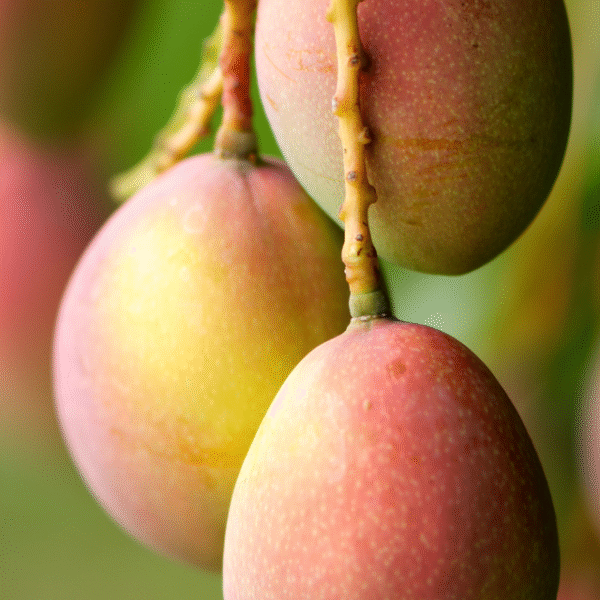 Mangos am Baum für Mango Balsam