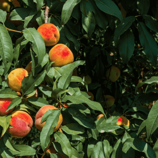 Pfirsiche am Baum für Pfirsich Aprikose Balsam