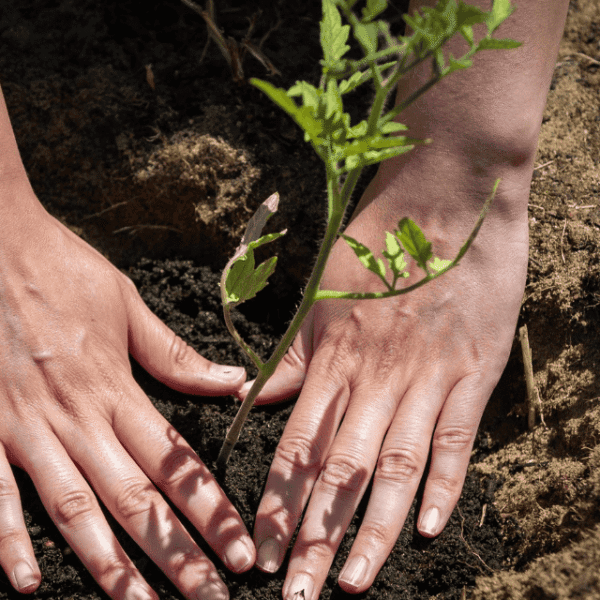 Tomatenpflanze im Garten für Tomate Basilikum Balsam